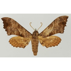 /filer/webapps/moths/media/images/S/subjectus_Rufoclanis_AF_Basquin.jpg