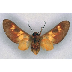 /filer/webapps/moths/media/images/E/elegantissima_Balacra_HT_ZSM_02.jpg