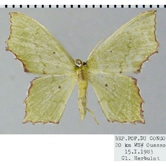 /filer/webapps/moths/media/images/M/minutaria_Gonochlora_AM_ZSM.jpg