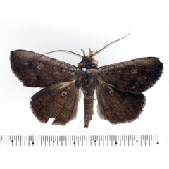 /filer/webapps/moths/media/images/S/subocellata_Maxera_AM_BMNH.jpg