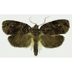 /filer/webapps/moths/media/images/N/nyx_Gnathodracon_HT_Karisch.jpg