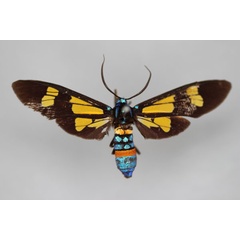 /filer/webapps/moths/media/images/S/splendens_Euchromia_HT_BMNH.jpg