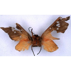 /filer/webapps/moths/media/images/C/caeruleifascia_Balacra_HT_BMNH_02.jpg