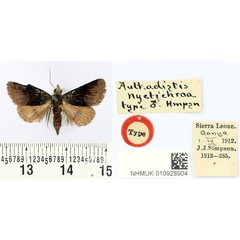 /filer/webapps/moths/media/images/N/nyctichroa_Authadistis_HT_BMNH.jpg