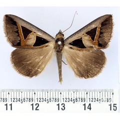 /filer/webapps/moths/media/images/M/microgonia_Grammodes_AM_BMNH.jpg