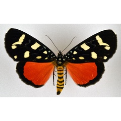/filer/webapps/moths/media/images/D/deficiens_Heraclia_AM_NHMO.jpg