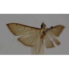 /filer/webapps/moths/media/images/A/admixtalis_Bradina_ST_BMNH.jpg
