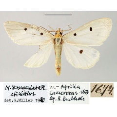 /filer/webapps/moths/media/images/S/sexmaculata_Nudaria_ST_ZMHB.jpg