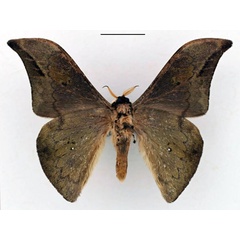 /filer/webapps/moths/media/images/G/grootaerti_Orthogonioptilum_HT_RBINS_02.jpg