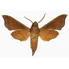 /filer/webapps/moths/media/images/H/hayesi_Temnora_AM_Basquinb.jpg