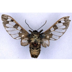 /filer/webapps/moths/media/images/C/compsa_Balacra_HT_BMNH_02.jpg