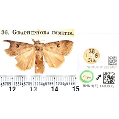 /filer/webapps/moths/media/images/I/immitis_Graphiphora_HT_BMNH.jpg