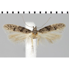 /filer/webapps/moths/media/images/N/nigrifasciata_Parapsectris_HT_ZMHB.jpg