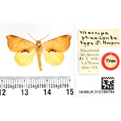 /filer/webapps/moths/media/images/P/phaeodonta_Marcipa_HT_BMNH.jpg