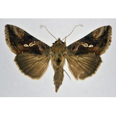 /filer/webapps/moths/media/images/A/acuta_Chrysodeixis_AF_NHMO.jpg