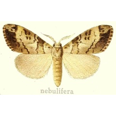 /filer/webapps/moths/media/images/N/nebulifera_Dasychira_HT_Hering_27b.jpg