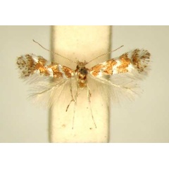 /filer/webapps/moths/media/images/E/encaeria_Phyllonorycter_HT_TMSA361.jpg