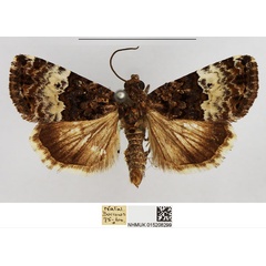/filer/webapps/moths/media/images/D/decissima_Aconzarba_AF_NHMUK.jpg