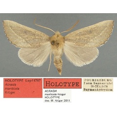 /filer/webapps/moths/media/images/M/monticola_Acrasia_HT_TMSA.jpg