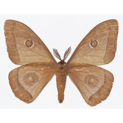 /filer/webapps/moths/media/images/L/licharbas_Bunaeopsis_AM_Basquinb.jpg