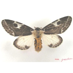 /filer/webapps/moths/media/images/I/inconcisa_Sciatta_AF_RMCA.jpg