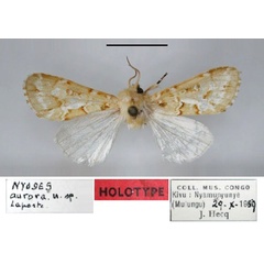 /filer/webapps/moths/media/images/A/aurora_Nyodes_HT_RMCA.jpg
