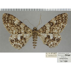 /filer/webapps/moths/media/images/C/carcassoni_Cleora_AF_ZSM_01.jpg
