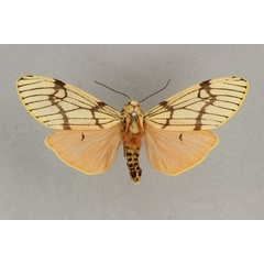 /filer/webapps/moths/media/images/E/euprepioides_Teracotona_AF_BMNH.jpg