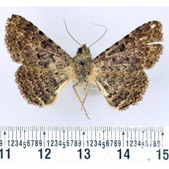 /filer/webapps/moths/media/images/H/hildebrandti_Polydesma_AF_BMNH.jpg