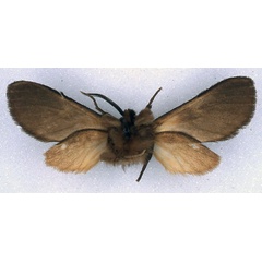 /filer/webapps/moths/media/images/K/kenyae_Metarctia_HT_BMNH_02.jpg