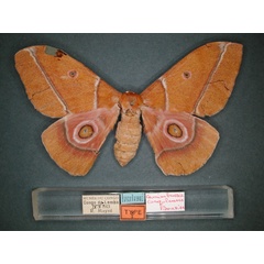 /filer/webapps/moths/media/images/C/congolensis_Gonimbrasia_ST_RMCA_03.jpg