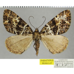 /filer/webapps/moths/media/images/E/elongata_Xylopteryx_PTF_ZSM_01.jpg