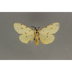 /filer/webapps/moths/media/images/I/inconspicua_Eyralpenus_ST_BMNH.jpg