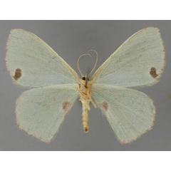 /filer/webapps/moths/media/images/R/rubricorpus_Lophorrhachia_AF_ZSM_02.jpg
