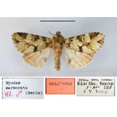/filer/webapps/moths/media/images/M/marmorata_Nyodes_HT_RMCA.jpg