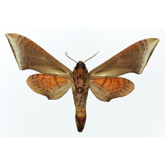 /filer/webapps/moths/media/images/M/murinus_Polyptychus_AF_Basquin_02.jpg