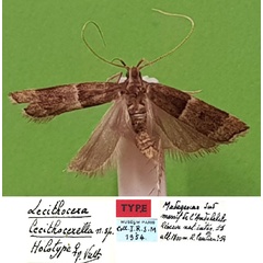 /filer/webapps/moths/media/images/L/lecithocerella_Lecithocera_HT_MNHN.jpg