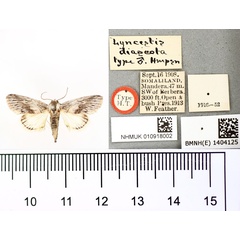 /filer/webapps/moths/media/images/D/diascota_Lyncestis_HT_BMNH.jpg
