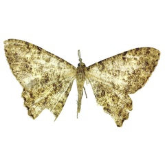 /filer/webapps/moths/media/images/S/stadiei_Afroracotis_HT_ZSM.jpg