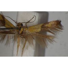 /filer/webapps/moths/media/images/C/crocophanes_Stathmopoda_LT_BMNH.jpg