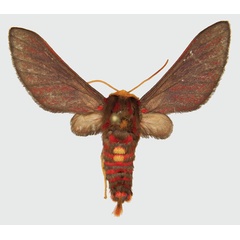 /filer/webapps/moths/media/images/A/affinis_Balacra_A_ISEA.jpg