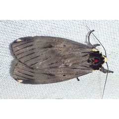 /filer/webapps/moths/media/images/N/nebulosa_Phryganopteryx_AM_Bippusb.jpg