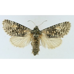 /filer/webapps/moths/media/images/E/eutelia_Brachylia_AF_TMSA.jpg