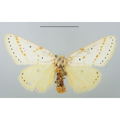 /filer/webapps/moths/media/images/G/gracilis_Lacipa_AF_TMSA_02.jpg