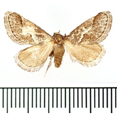 /filer/webapps/moths/media/images/O/omana_Deltoptera_AF_BMNH.jpg