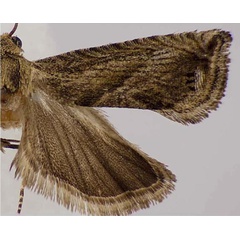 /filer/webapps/moths/media/images/C/crotalariae_Fulcrifera_PTF_USNM.jpg