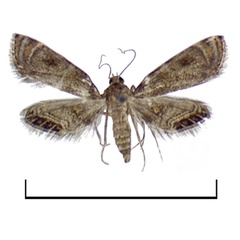/filer/webapps/moths/media/images/N/nigerialis_Eoophyla_HT_BMNH.jpg