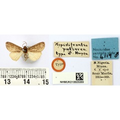 /filer/webapps/moths/media/images/P/pulverea_Aspidifrontia_HT_BMNH.jpg