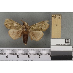 /filer/webapps/moths/media/images/M/mascarena_Dasychira_LT_BMNHa.jpg