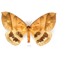/filer/webapps/moths/media/images/E/eurymas_Jana_AF_Basquin.jpg